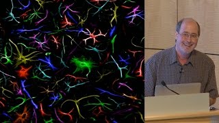 Ben Barres Stanford 1 What do reactive astrocytes do [upl. by Aramot]