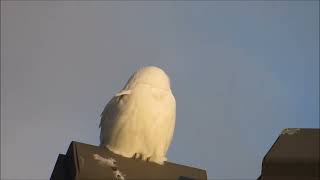 Harfang des neiges Snowy Owl  Dorval 07122015 [upl. by Leeann302]