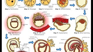 What is Zygote   Essential Science  Terms [upl. by Aicilana]