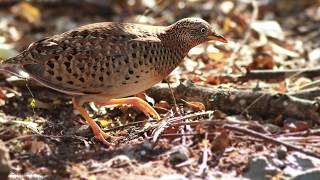 Yellowlegged Buttonquail [upl. by Eltsryk635]