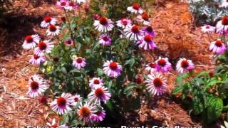 Echinacea purpurea  Purple Coneflower [upl. by Grizel464]