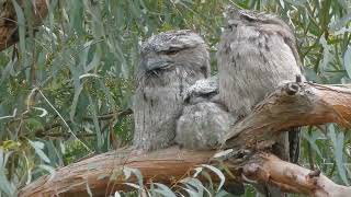 Tawny Frogmouth family dayroosting on wind swept branch Melbourne Australia 30 October 2023 [upl. by Ettezus]