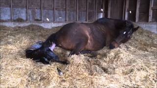 Mare giving birth to all Black stud colt [upl. by Chelsey]