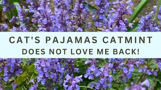 Cats Pajamas Catmint Doesnt Love Me Back [upl. by Serg]