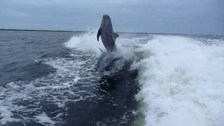 Dolphin Collision In MidAir [upl. by Shulman]