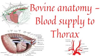 Blood supply to thorax  Aorta  Brachiocephalic trunk  Common carotid artery [upl. by Rosalind]