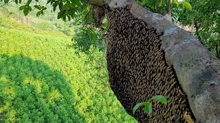 Harvesting wild honey from tall trees is dangerous [upl. by Moriah]