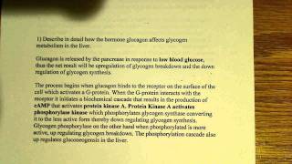 Glucagon affects on glycogen metabolism [upl. by Selym]