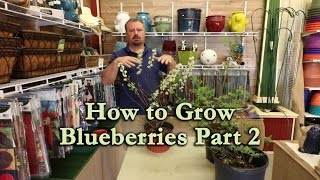 How to grow Blueberry Bushes Part 2  How To Pick The Correct Varieties [upl. by Adis]