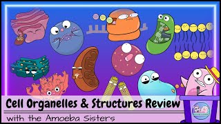 Cell Organelles and Structures Review [upl. by Reppep]