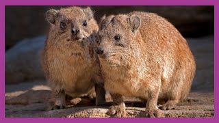 Hyraxes and Their Ecosystems [upl. by Batha438]