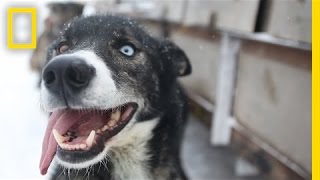 Sled Dogs More Than Meets the Eye  National Geographic [upl. by Ahsiem643]