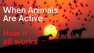 When Animals Are Active Diurnal Crepuscular How It All Works [upl. by Ttenrag]