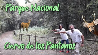 Parque Nacional CIERVO de los PANTANOS 🦌 Otamendi  PRG 41 [upl. by Adla930]