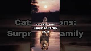 Cats vs Lions Surprising Family Tiesytshortsvideo facts cats lion info trend yourguy [upl. by O'Malley]