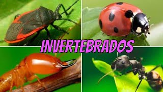 Animales Invertebrados Artrópodos Moluscos Gusanos Celentéreos Equinodermos y Esponjas  Vídeos [upl. by Manella]