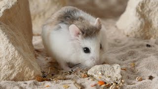 4k footage of my roborovski hamster  behavior shot over a period of time [upl. by Jo-Ann]