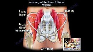 Anatomy Of The Psoas amp Iliacus Muscles  Everything You Need To Know  Dr Nabil Ebraheim [upl. by Nessnaj]