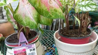 Planting Caladiums in Containers Part 1 [upl. by Lamdin]