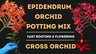 Epidendrum Orchid Potting Mix  Cross Orchid  Fast Rooting And Flowering  Lushy Greens [upl. by Yasnyl649]