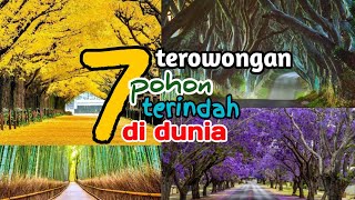 7 terowongan pohon terindah didunia ll beauty nature [upl. by Helbonna]