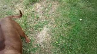 Rhodesian ridgeback chasing and barking 6 [upl. by Ellak]