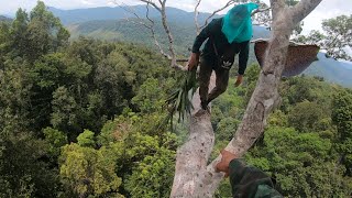 Risk your life to harvest wild honey from the tallest tree in the vast forest [upl. by Potts]