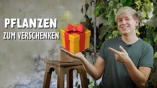 TOP 7 Zimmerpflanzen zum Verschenken 🎁 DIESE Pflanzen machen jede Person glücklich [upl. by Hanoy]