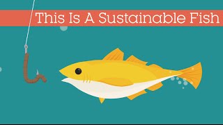 This Is A Sustainable Fish [upl. by Arreip611]