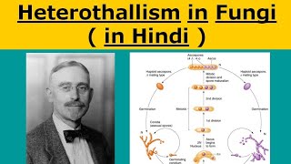 Heterothallism in fungi  in hindi [upl. by Enehs]