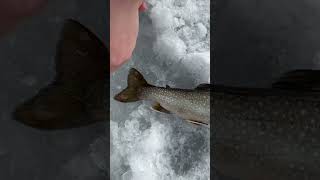 Difference Between a Splake and a Brook Trout 🎣 fishing trout troutfishing maine [upl. by Addi]