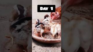 5 Chicks Growing Day 1 To 3 Months Old 🔥 aseelchiks shortvideo [upl. by Menzies]