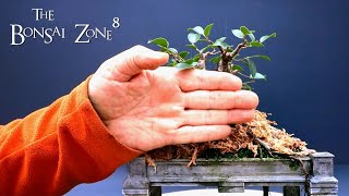 My Vietnam Style Ginseng Ficus microcarpa Part 2 The Bonsai Zone Dec 2021 [upl. by Lucilia916]