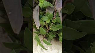 turtle vine brown leaves problemsshortsvideo bloomwithsi [upl. by Nortyad546]