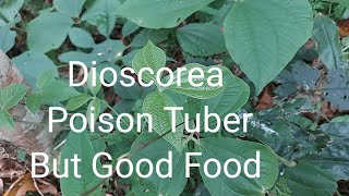 Dioscorea Poison Tuber But Good Food [upl. by Asseneg]