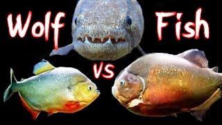 Wolf Fish VS Piranha eat hot Dog [upl. by Petrie547]