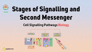 Cell Signalling Pathways Biology  Stages of Signalling and Second Messenger Physiology [upl. by Hahnke30]