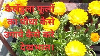 Calendula flowerTips to grow calendulaBest plant to grow for beginners [upl. by Aggy]