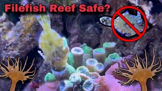 I’m Never Doing This Again  Using Filefish for Aiptasia Control [upl. by Anoj688]