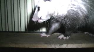 Possum eats mouse [upl. by Salamone]