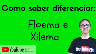 Diferenças entre Xilema e Floema [upl. by Terencio]