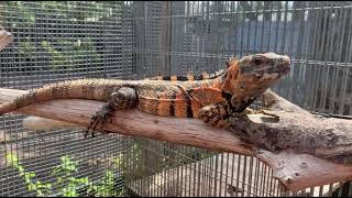 Orange Tiger Ctenosaura pectinata iguanas Looks like a Tiger Tame 2022 Hatchlings [upl. by Bravin]