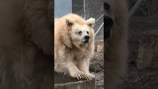 Circus Bear Sees The Sun For The First Time  The Dodo [upl. by Odyssey]