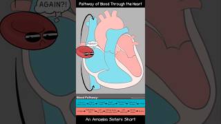 Pathway of Blood Through the Heart  Amoeba Sisters Shorts biology circulatorysystem [upl. by Mcintosh693]