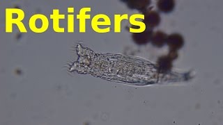 Rotifers [upl. by Sualohcin]