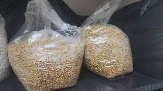 Bulk Popcorn tek 18 pound bags Mycology [upl. by Assennej]