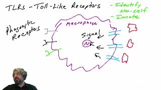 TollLike Receptors TLRs  part 1 [upl. by Yreme486]