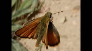 Kefalonia Lourdas More than a beach [upl. by Llorrac]