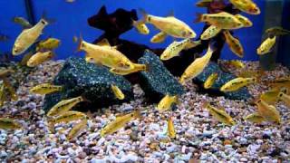 Neon Golden Barb  Sweet Knowle Aquatics [upl. by Anilas155]