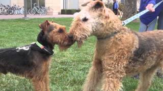 Welsh Terrier Jax Transforms Into Airedale Terrier [upl. by Edlitam230]